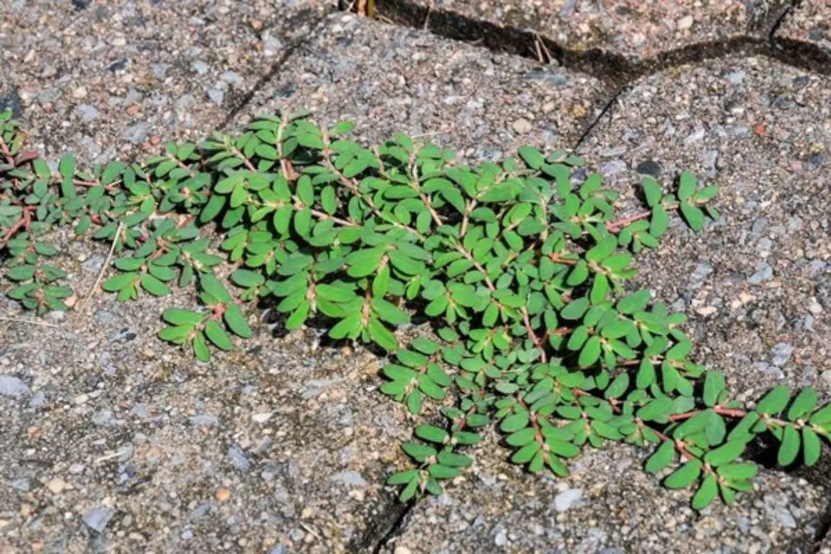 How to Get Rid of Broadleaf Weeds in Your Yard