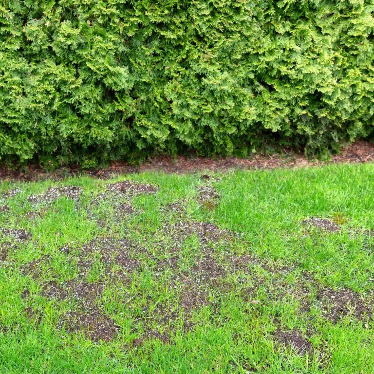 How to Get Rid of Brown Spots in Your Yard
