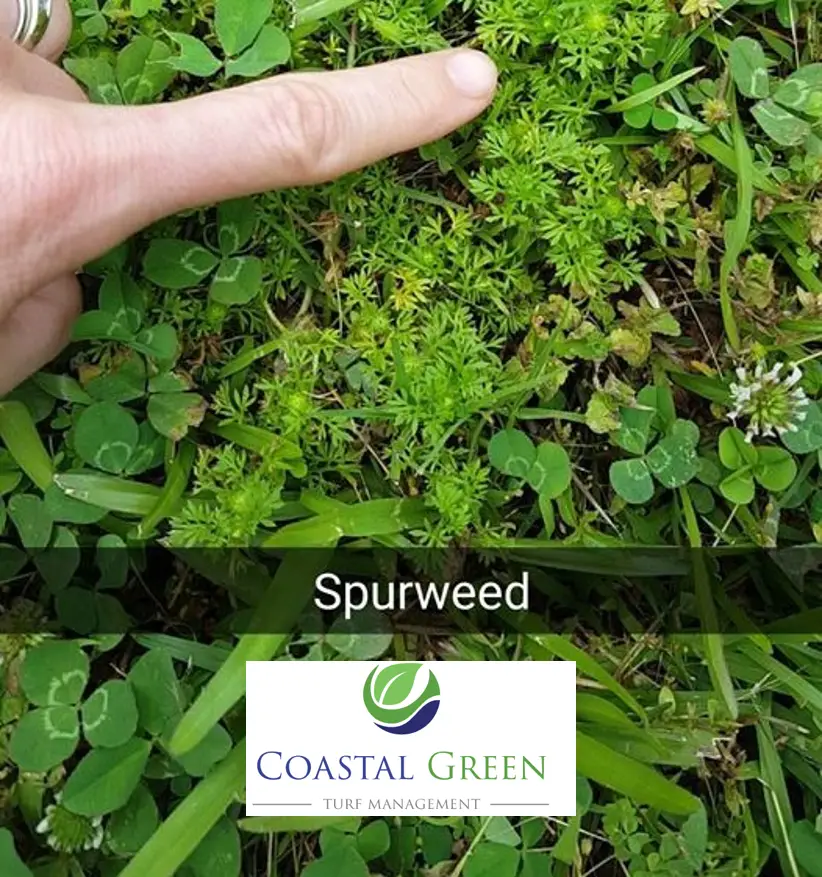 How To Get Rid Of Lawn Burweed, Will Roundup Kill Spurweed