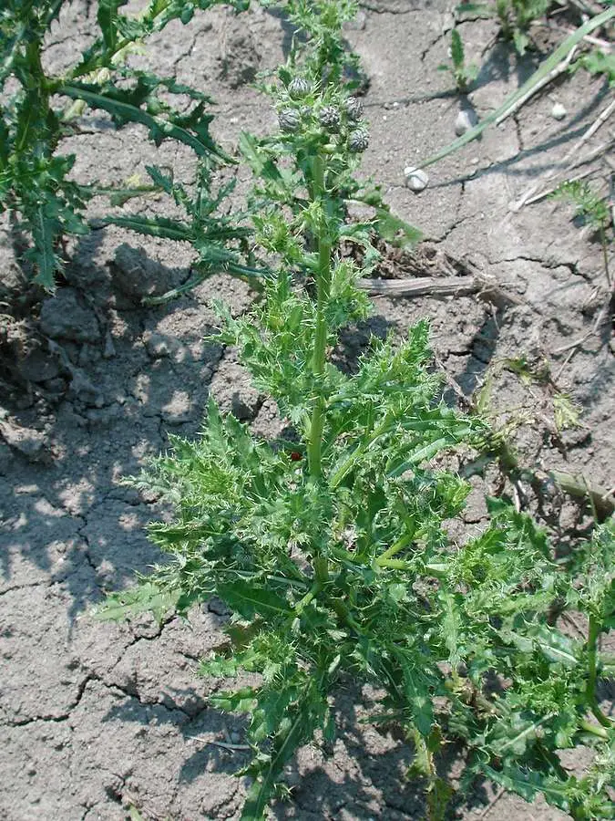 How To: Get Rid of Canada Thistle!
