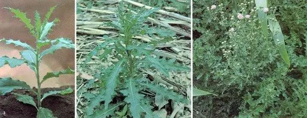 How to get rid of Canadian thistles easily, fast, and organically