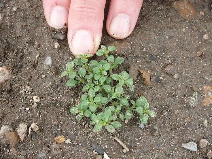 How To Get Rid Of Chickweed And Clover In Lawn
