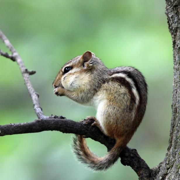 How to Get Rid of Chipmunks (With images)