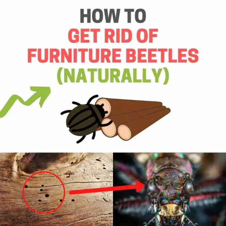 How to Get Rid of Click Beetles Naturally (DIY Remedies)