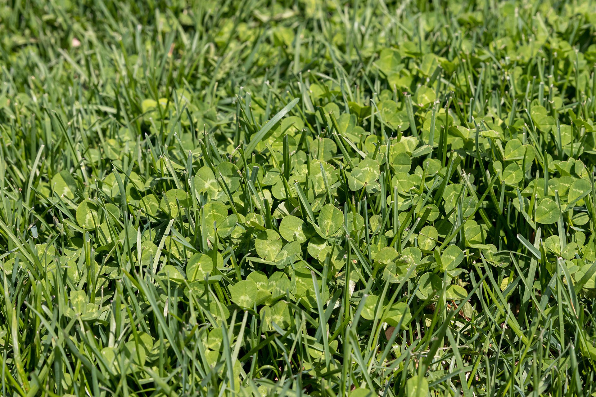 How to Get Rid of Clover: 4 Natural Methods