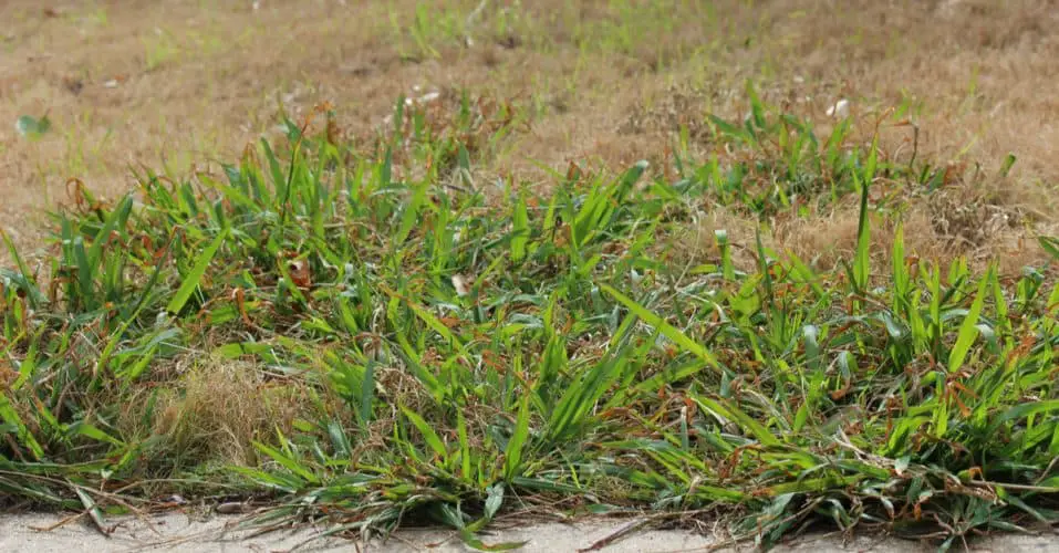 How to get rid of clover and crab grass