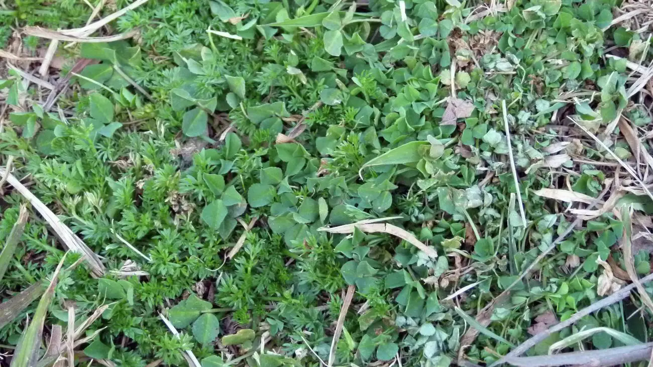 How To Get Rid Of Clover In Lawn Bunnings ...