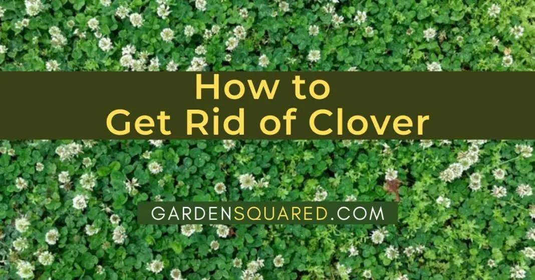 How To Get Rid Of Clover In Your Lawn