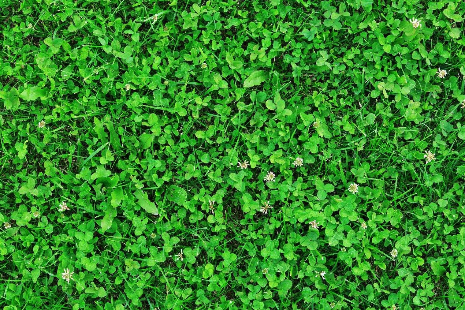 How to Get Rid of Clover in Your Lawn Naturally