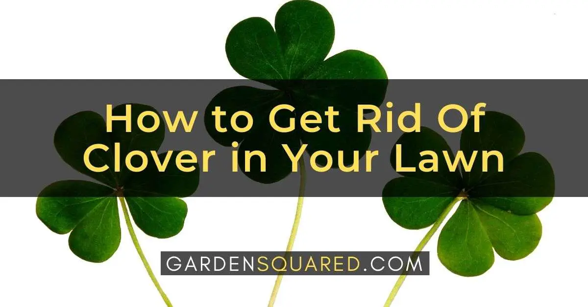 How to Get Rid Of Clover in Your Lawn Without Killing the Grass ...