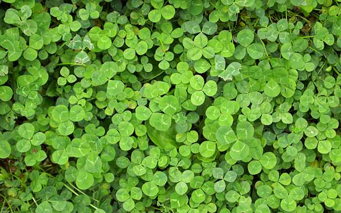 How to Get Rid of Clover Naturally