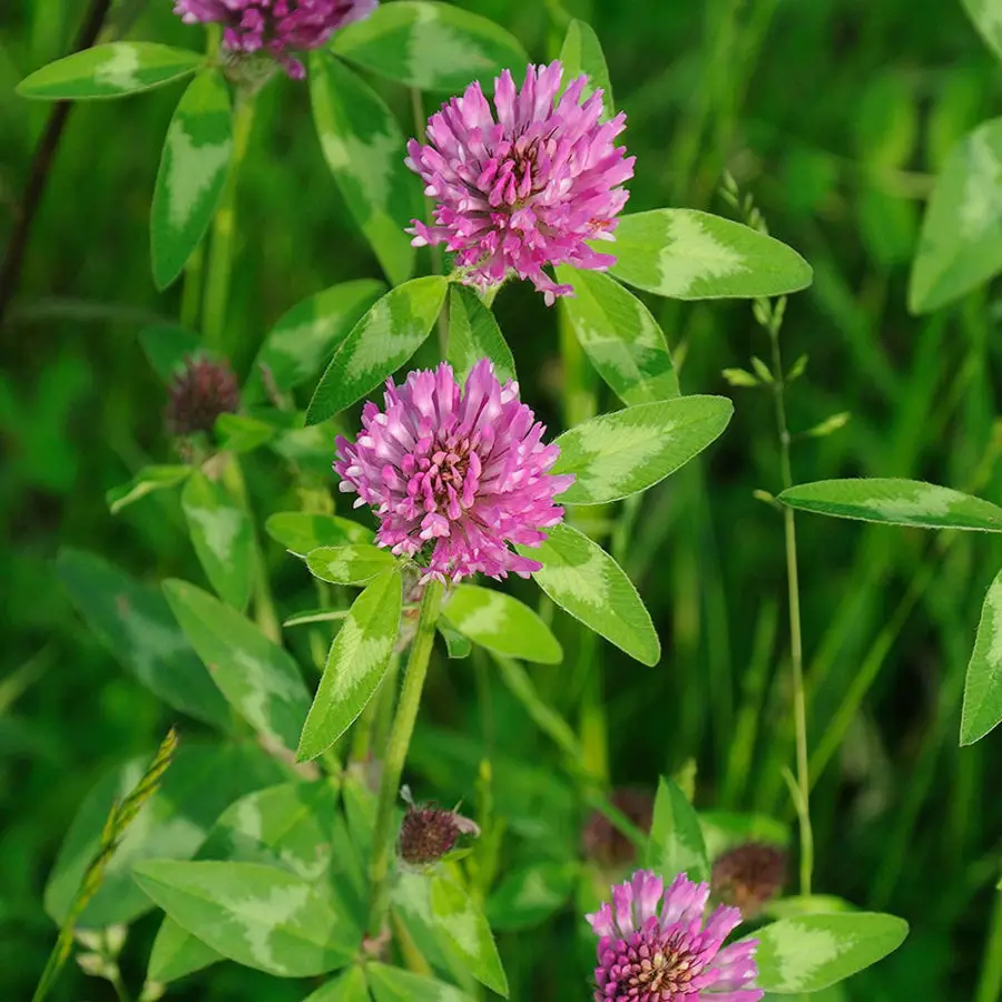 How to get rid of clover so that it doesn