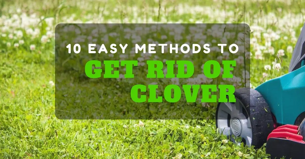 How To Get Rid Of Clover Without Chemicals (10 EASY METHODS)
