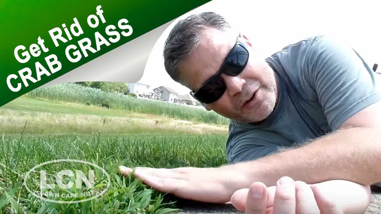 How To Get Rid of Crab Grass In The Lawn