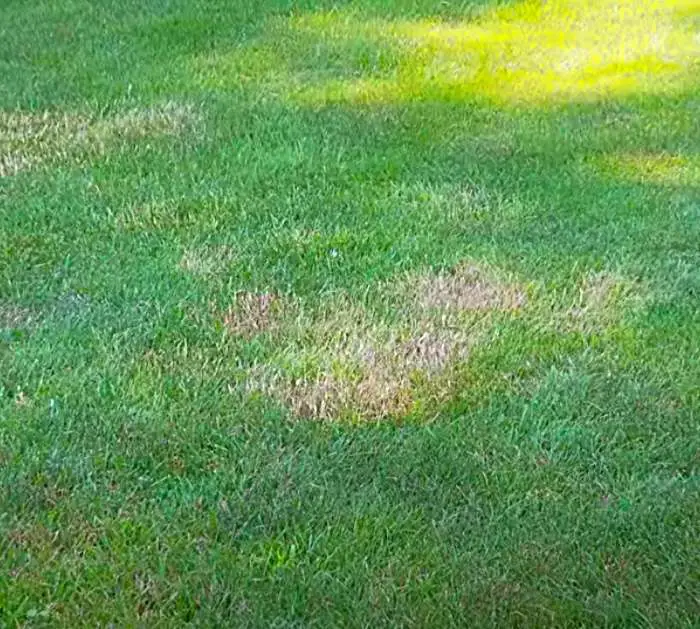 How To Get Rid Of Crabgrass And Clover In The Lawn