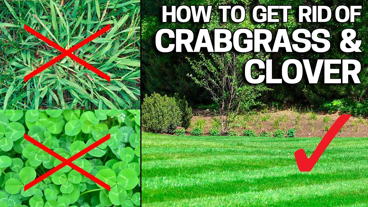 How to Get Rid of Crabgrass &  Clover in the Lawn