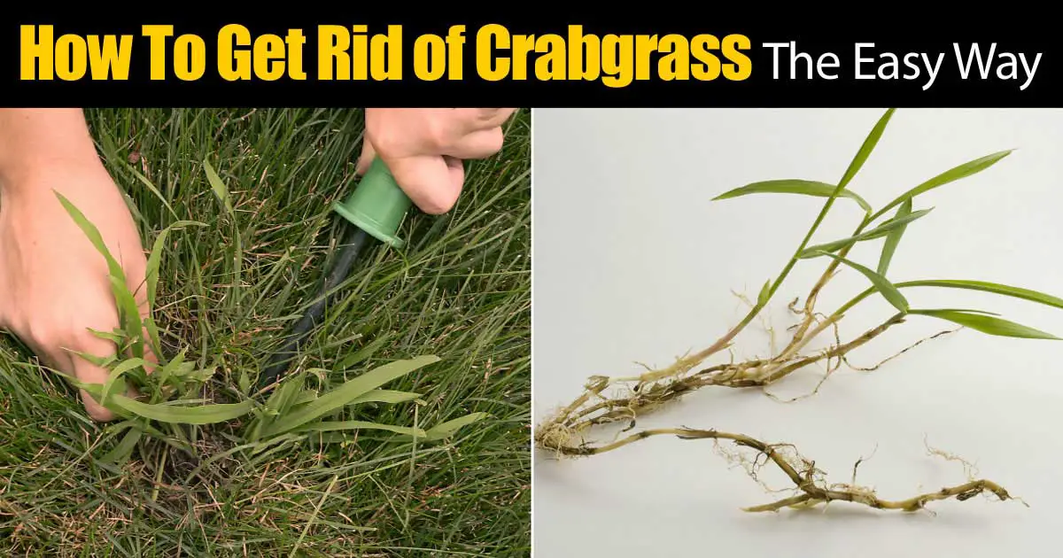 How To Get Rid Of Crabgrass... The Easy Way?