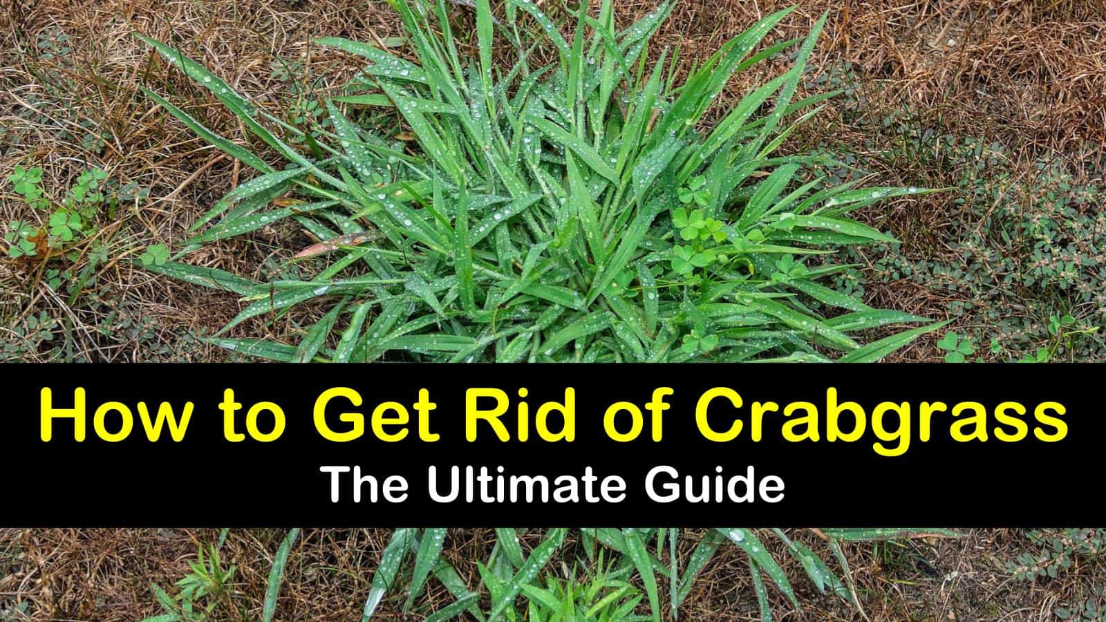 How to Get Rid of Crabgrass