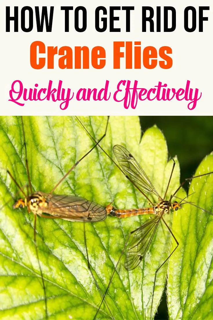How to Get Rid of Crane Flies Quickly and Effectively ...