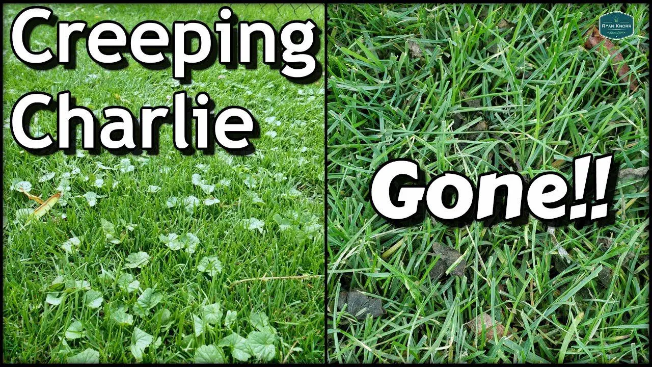 How To Get Rid of Creeping Charlie with RESULTS!! // DIY Lawn Care ...