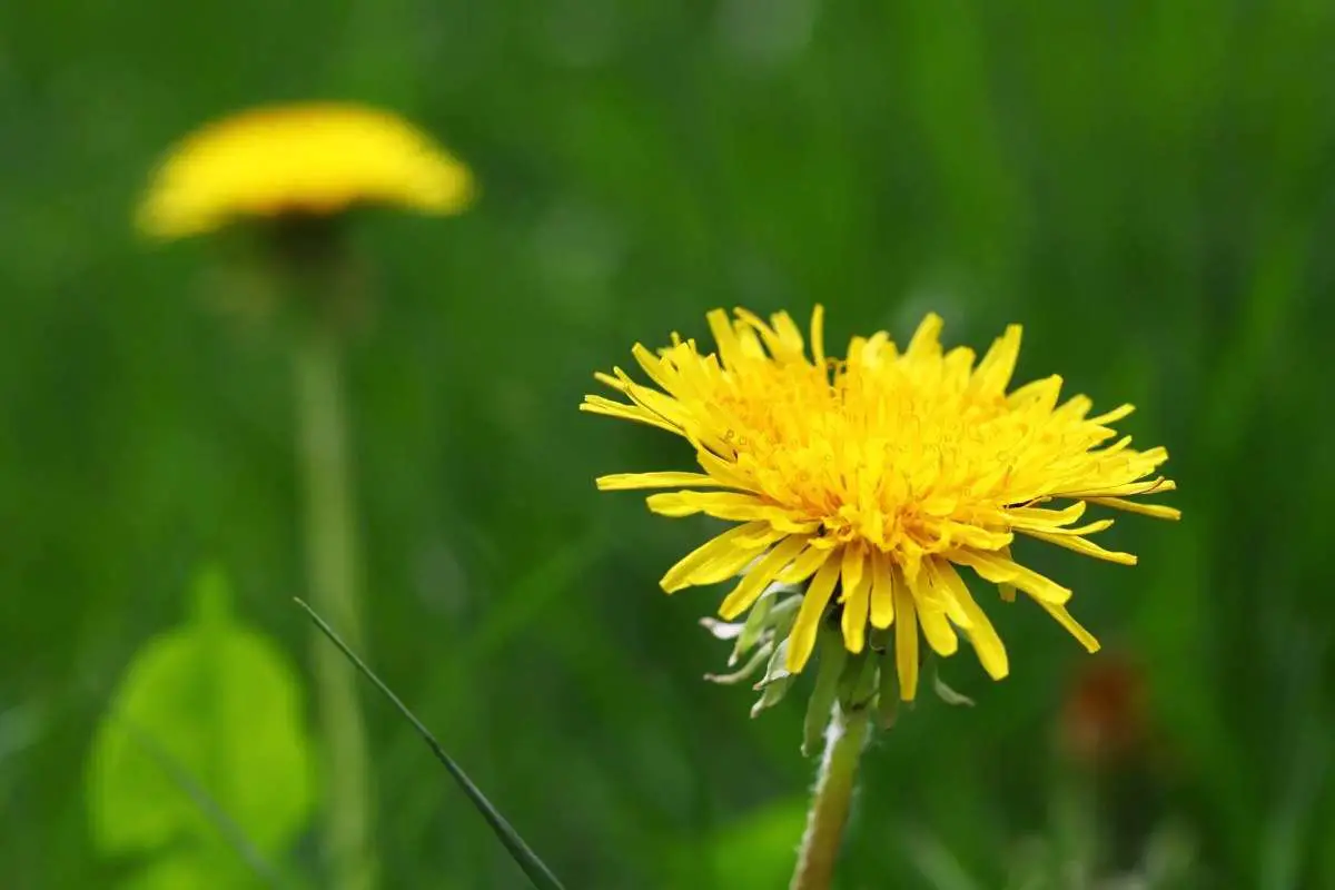How to Get Rid of Dandelions and Clovers in your Lawn  Yard Advancement