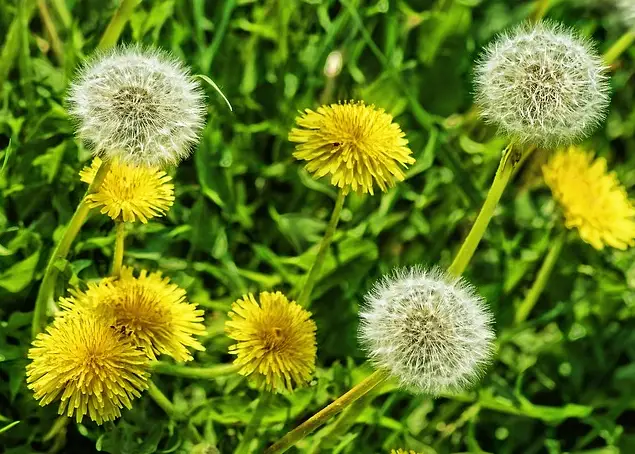 How to Get Rid of Dandelions in your Lawn Naturally without chemicals