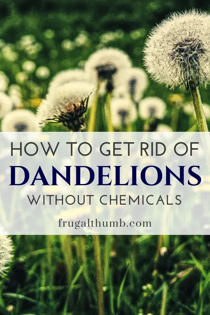 How to get rid of dandelions without chemicals quickly and ...