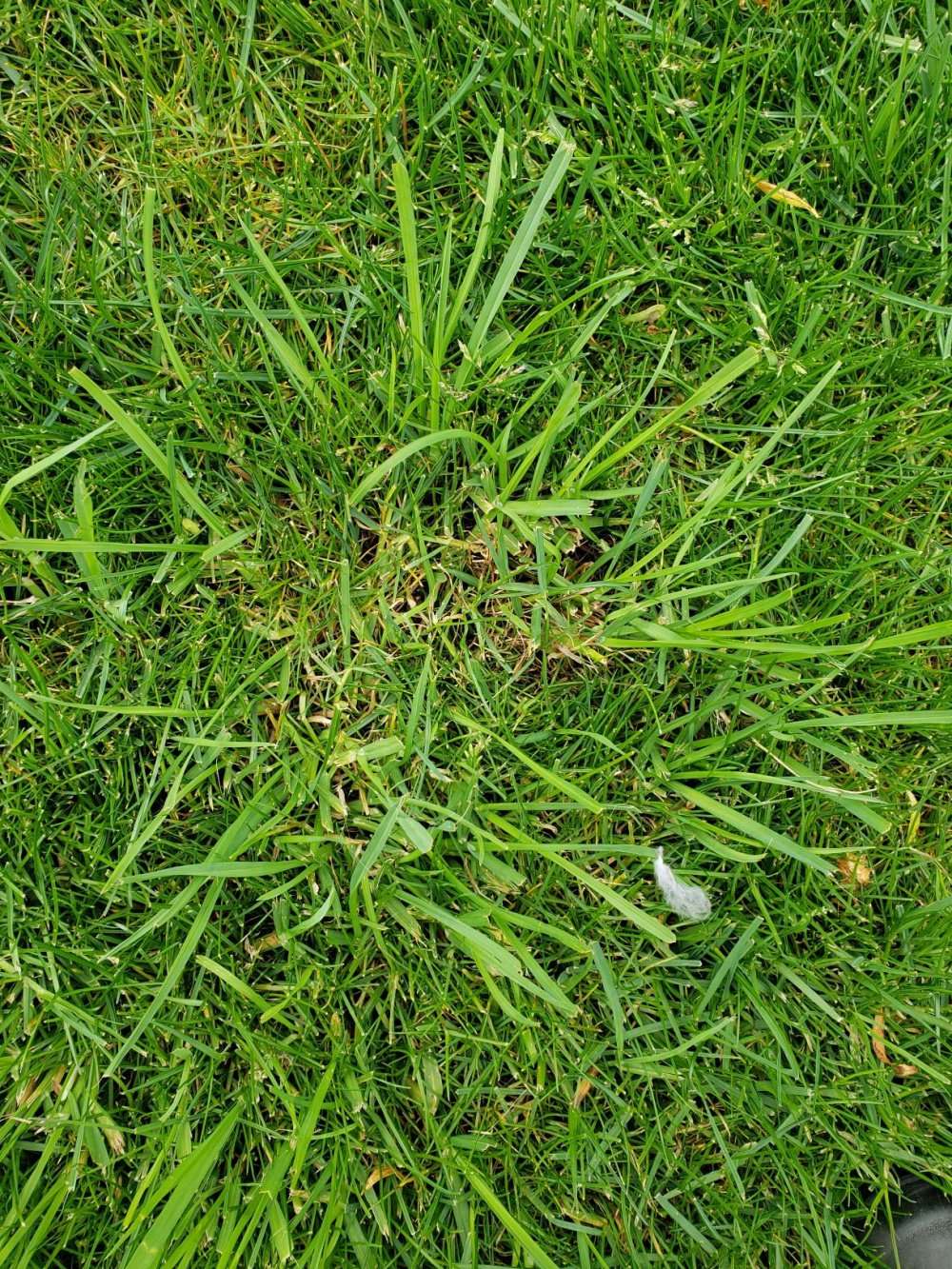 How to get rid of Fescue from a lawn  BBC Gardeners ...