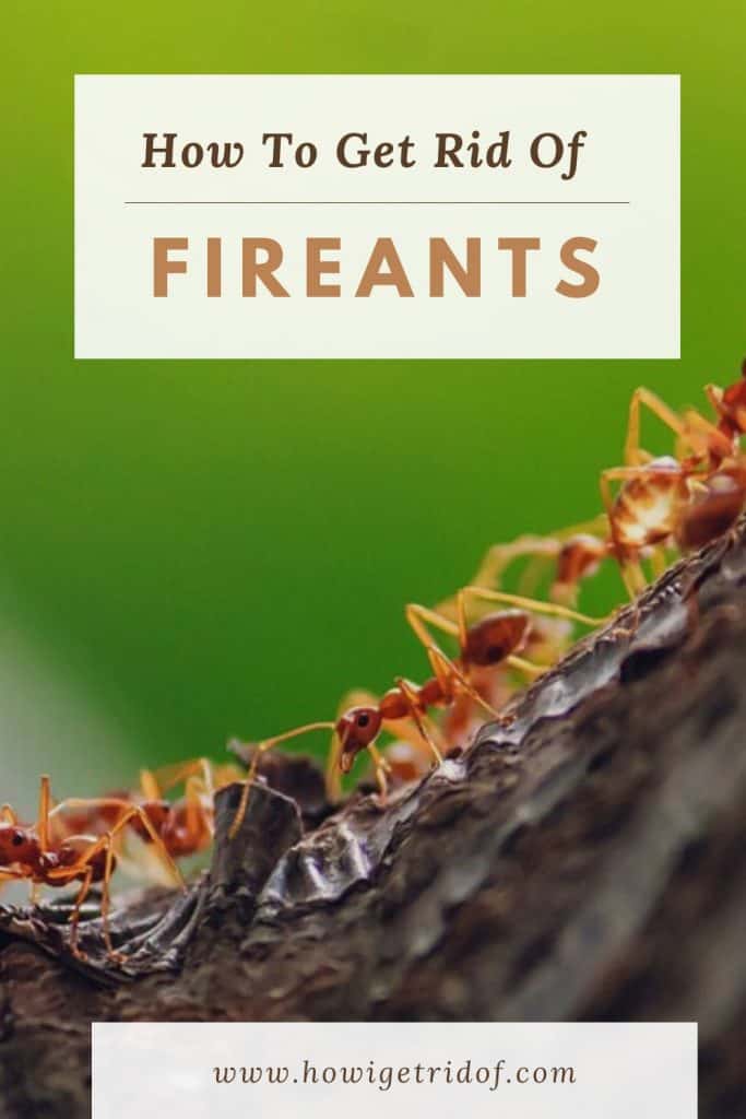 How To Get Rid Of Fire Ants