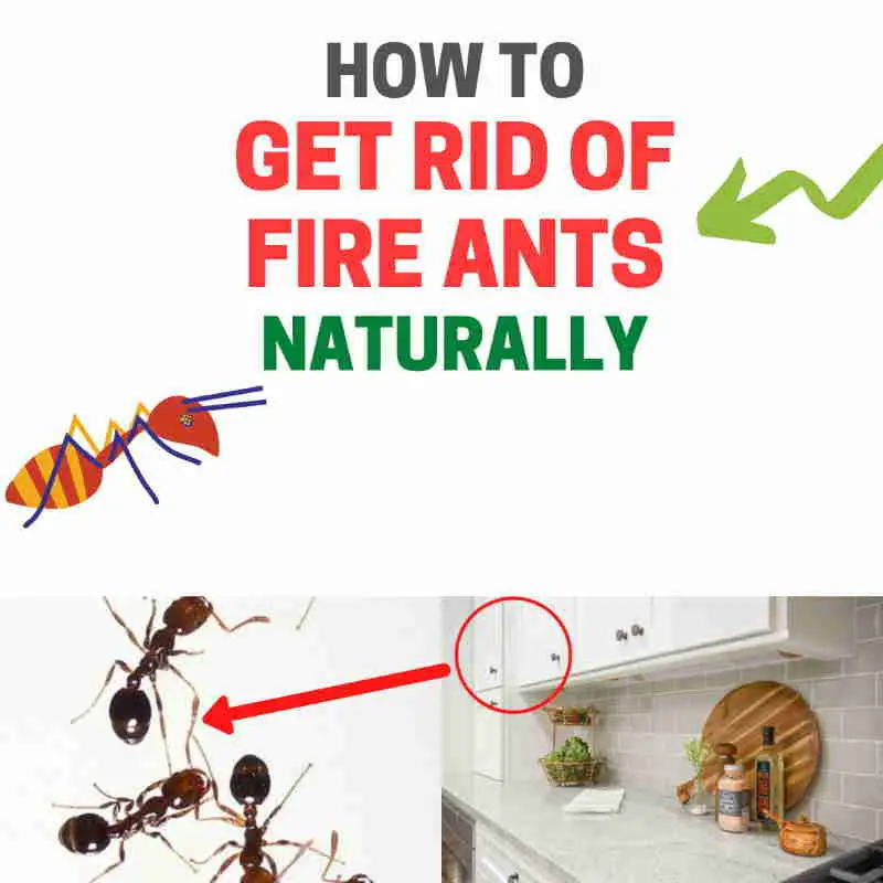 How to Get Rid of Fire Ants Without Chemicals (Naturally)
