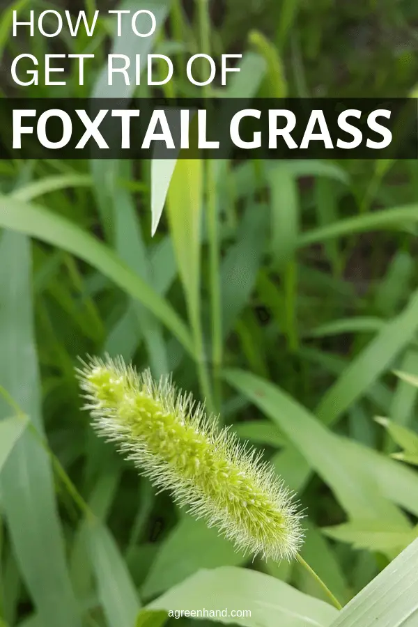 How To Get Rid Of Foxtail In Lawn