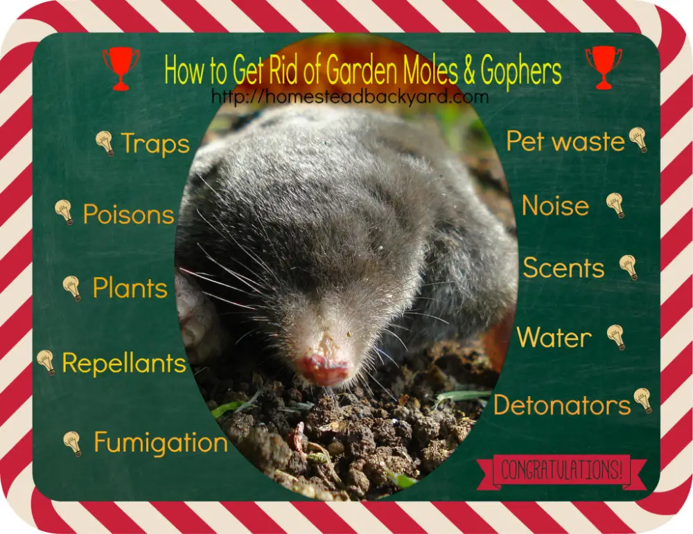 How to Get Rid of Garden Moles & Gophers