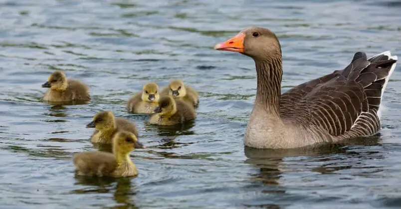 How to Get Rid of Geese In Your Yard and Pond