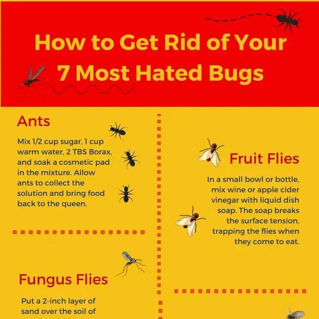 How To Get Rid Of Gnats In Yard Diy