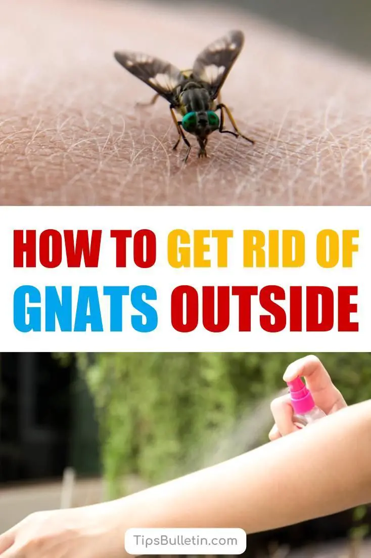 How to Get Rid of Gnats Outside