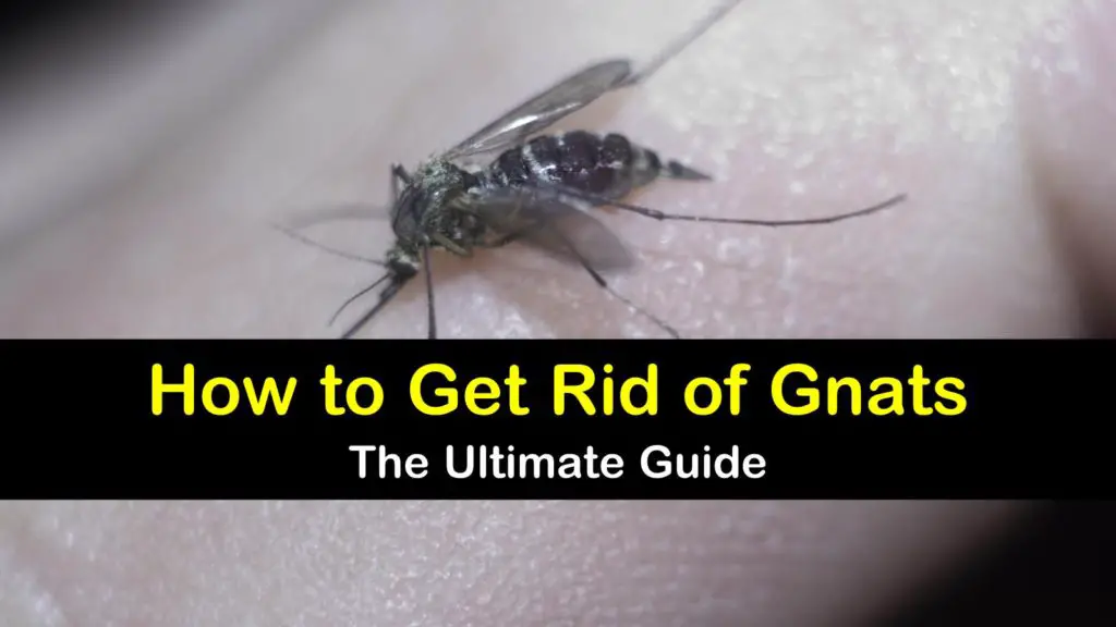 How to Get Rid of Gnats: The Ultimate Guide