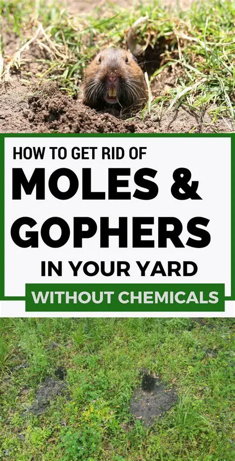 how to get rid of gophers in your backyard how to get rid ...