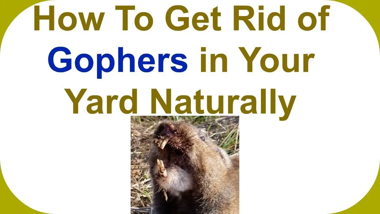 How to get rid of gophers in your yard
