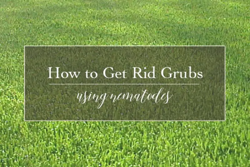 How to Get Rid of Grass Killing Grubs