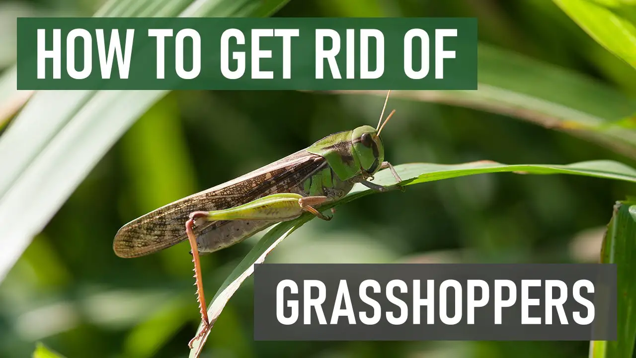 How to Get Rid of Grasshoppers in Your Lawn (4 Easy Steps ...