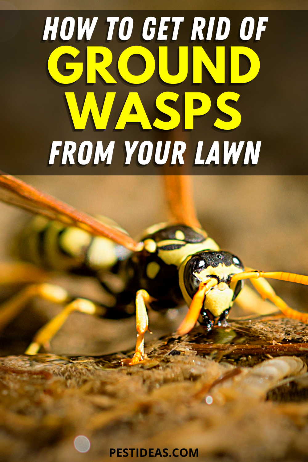 How to get rid of Ground Digger Wasps (Cicada Killer Wasp)