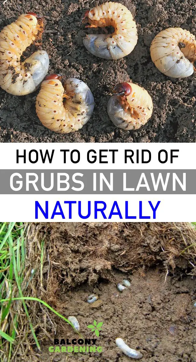 How To Get Rid Of Grubs In Lawn Naturally in 2020
