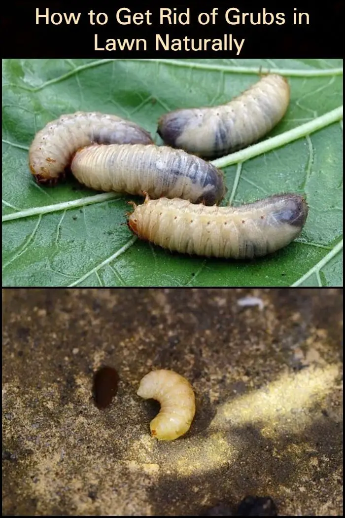 How to Get Rid of Grubs in Lawn Naturally