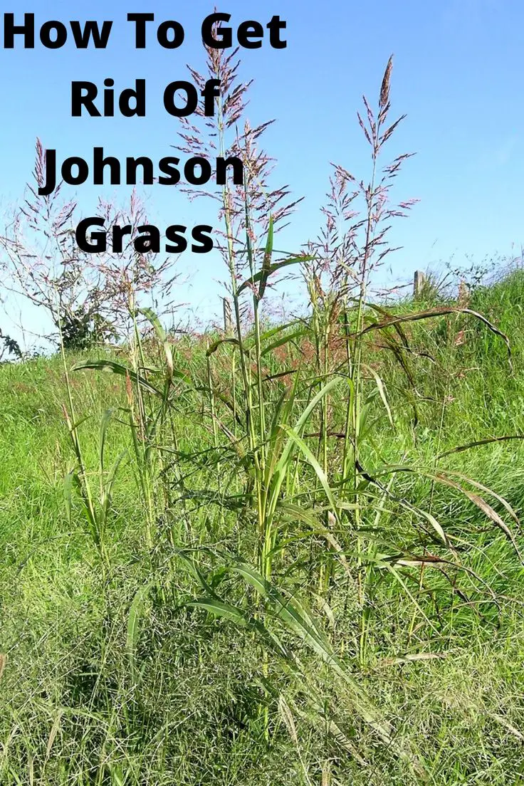 How To Get Rid Of Johnson Grass in 2021