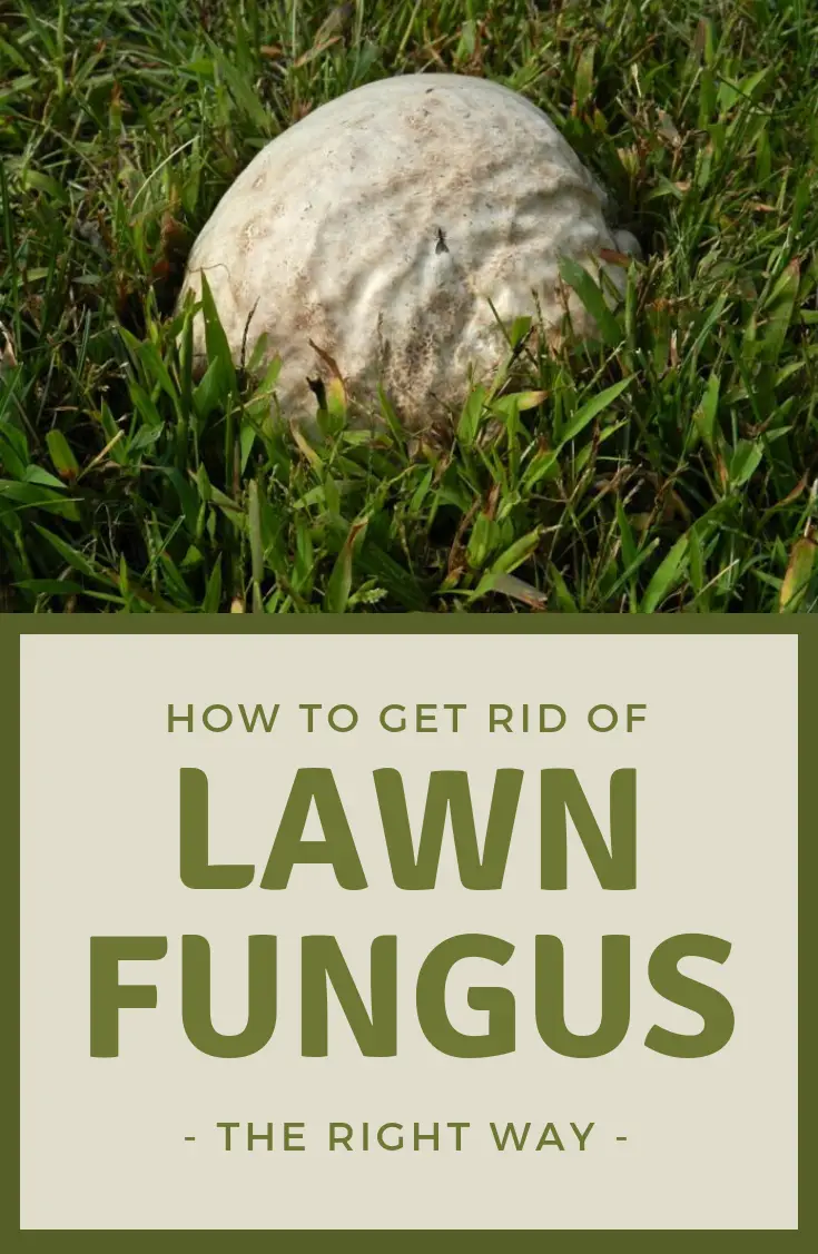 How To Get Rid Of Lawn Fungus