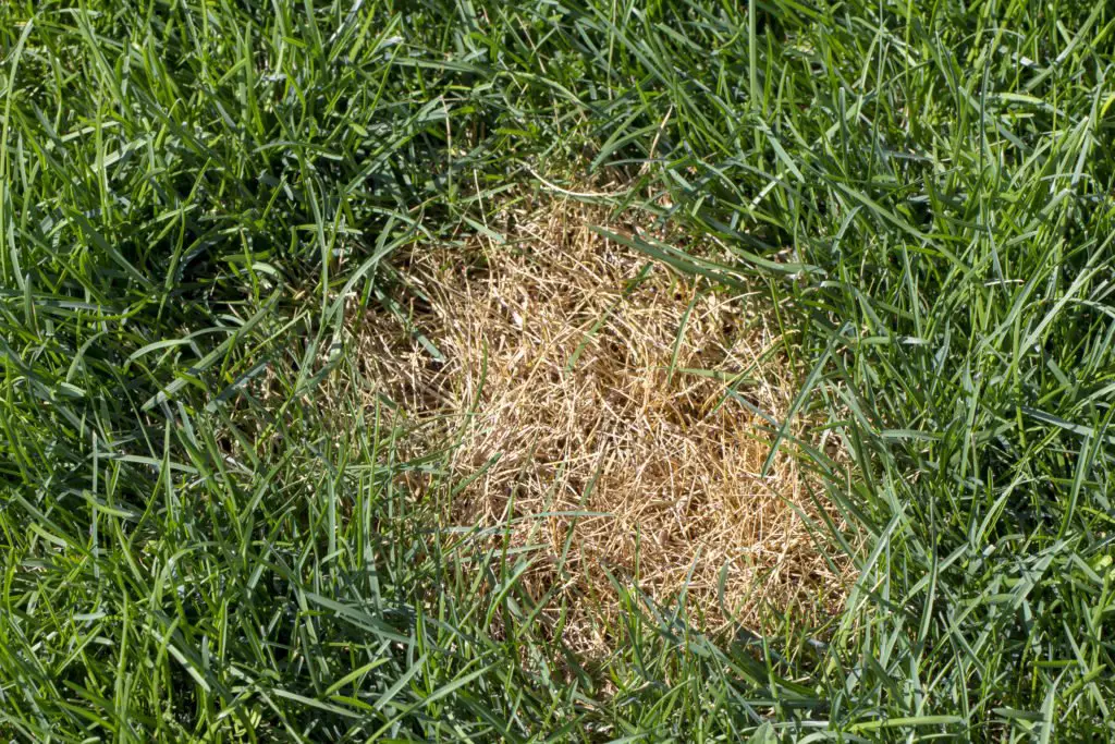 How to Get Rid of Lawn Grubs » Residence Style