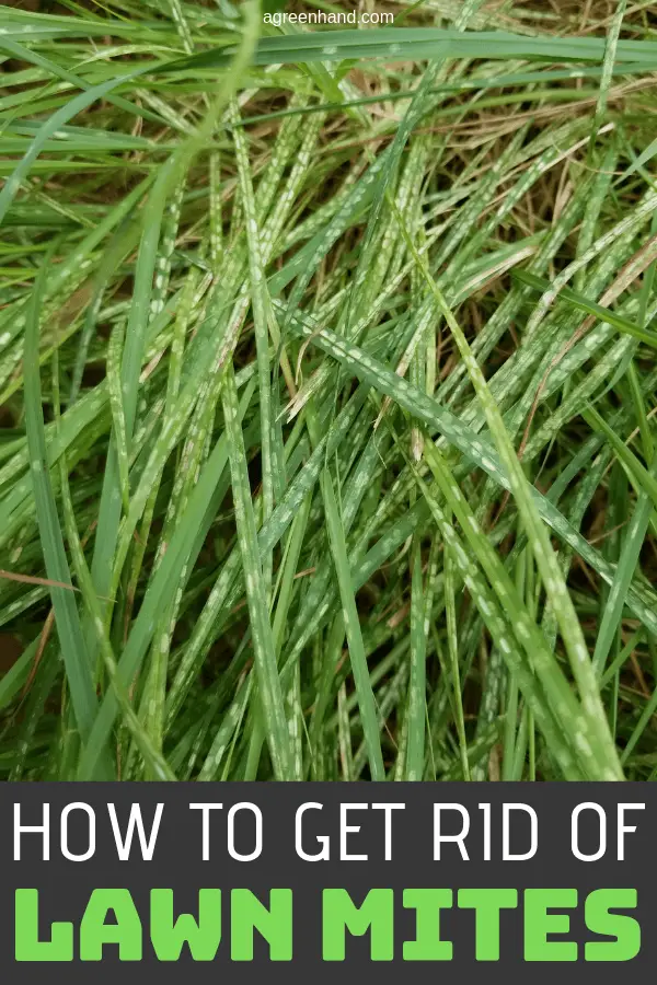 How To Get Rid Of Lawn Mites