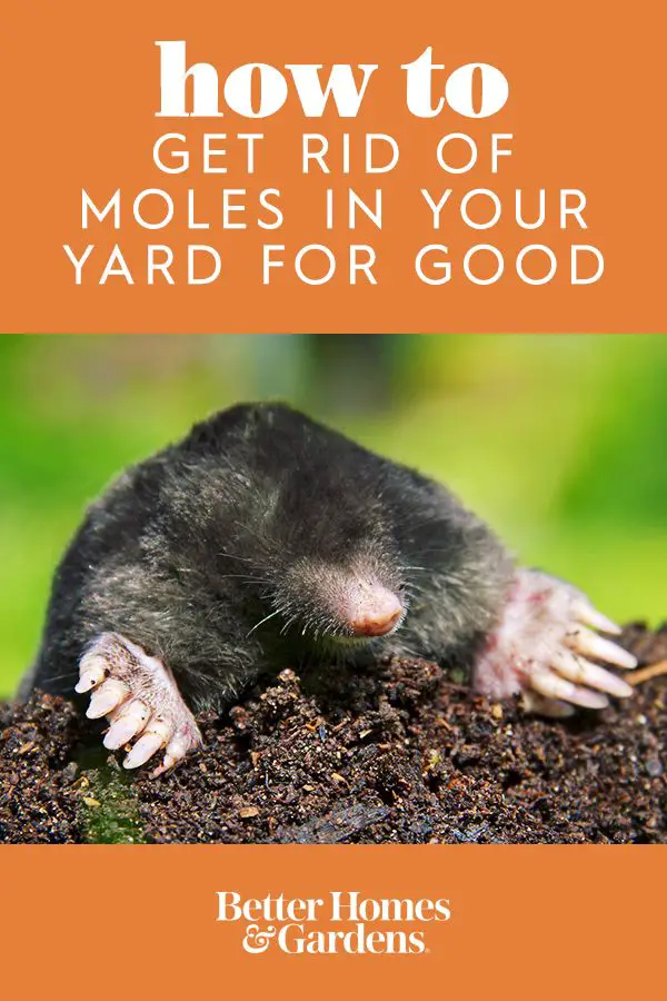 How To Get Rid Of Moles Digging In Your Yard