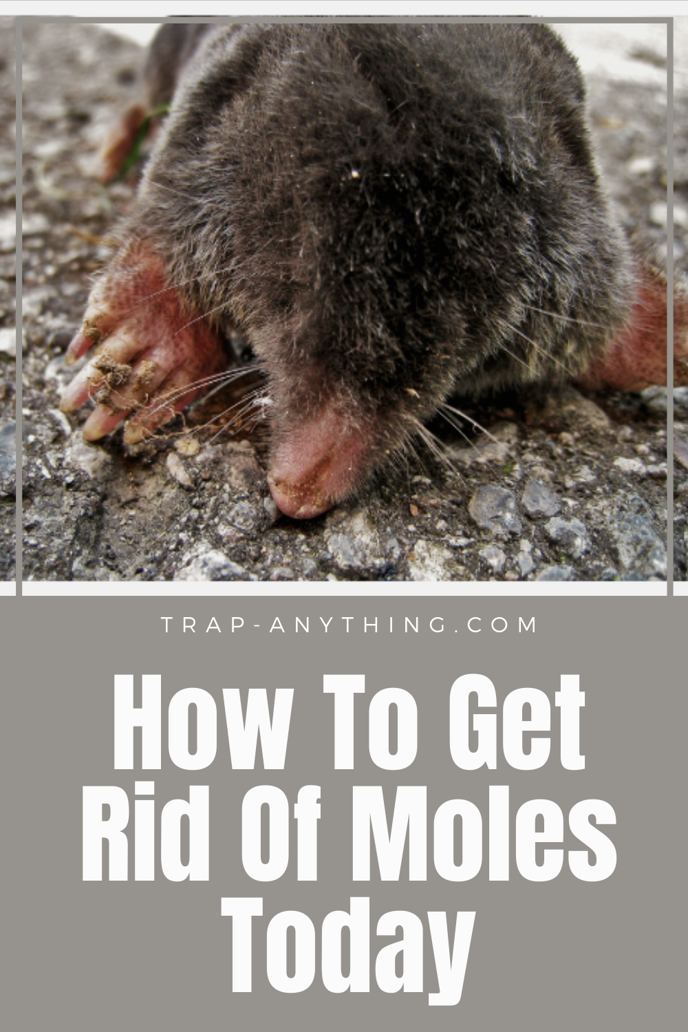 How To Get Rid Of Moles in 2020