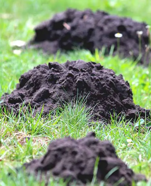 How To Get Rid Of Moles In The Garden Humanely [Home Remedies]?